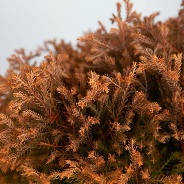 2.5 qt. Fire Chief Arborvitae (Thuja Occidentalis) Live Dwarf Evergreen Shrub, Golden-Orange Foliage