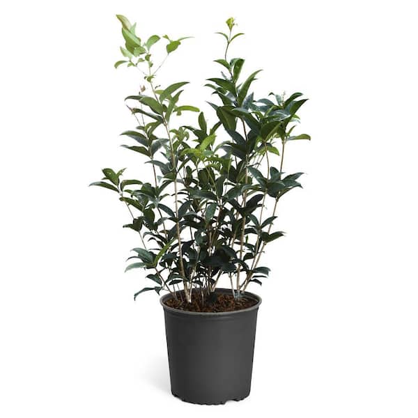 Brighter Blooms 3 Gal. Fragrant Tea Olive Shrub OSM-FRA3 - The