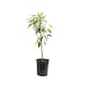 Alder & Oak 5 Container Hass Avocado Evergreen Tree AVOH05