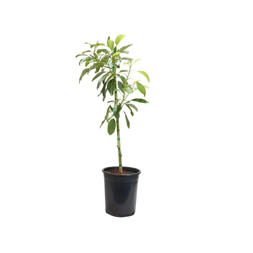 5 Container Hass Avocado Evergreen Tree