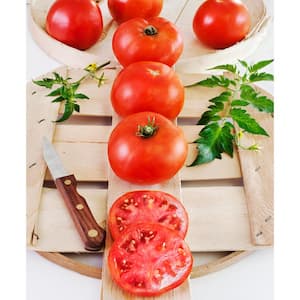 2.32 qt. Big Boy Tomato Plant