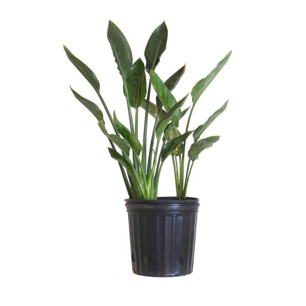 United Nursery 26 in. to 30 in. Tall Orange Bird of Paradise Live Indoor Houseplant Shipped in 9.25 in. Grower Pot