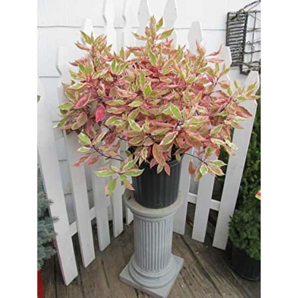 Green Promise Farms 3 Gal. Ivory Halo Dogwood, Live Plant with White Flowers, Zone 3-7 (1-Pack)
