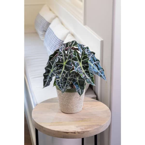PROVEN WINNERS 7 in. leafjoy Mythic Gryphon Alocasia (X Amazonica) - Jewel Alocasia, Live Plant, Seagrass Container (1-Pack)