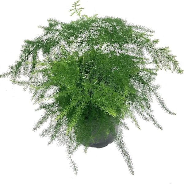 Wekiva Foliage Asparagus Fern-Live Plant in a 4 Inch Pot-Asparagus Plumosus Setaceus-Rare and Exotic Ferns from Florida-Ferns