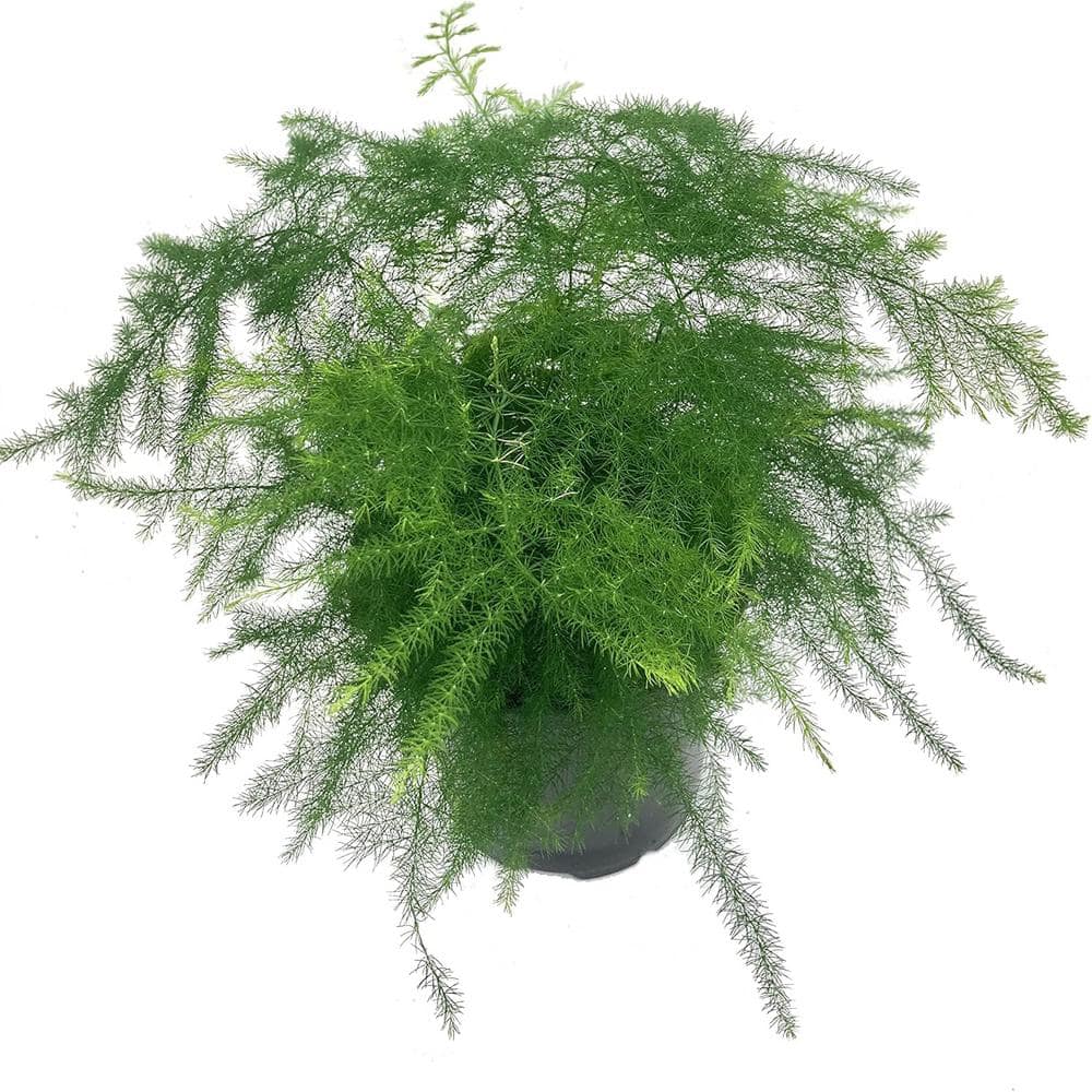 Asparagus Fern Live Plant in 4 Inch Pot
