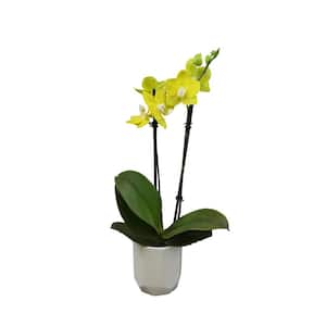 3.5 in. Yellow Orchid (Phalaenopsis) Live House Plant in White Ceramic Pot