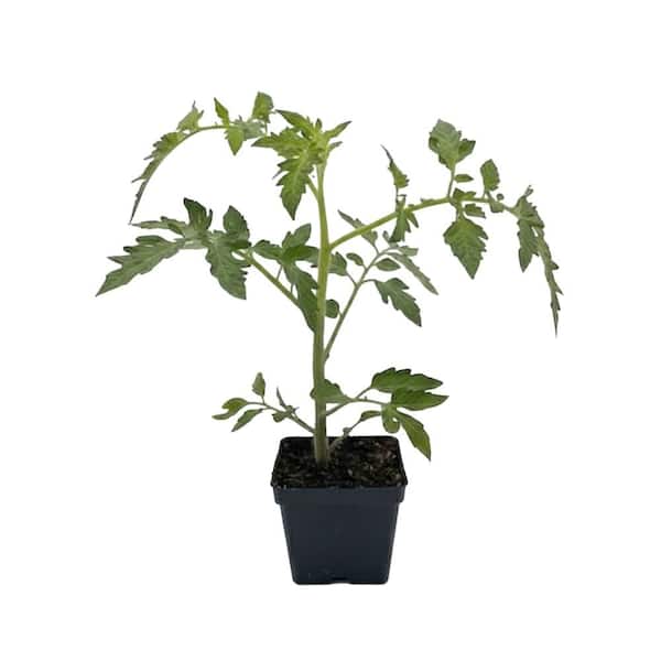 4 In. Better Boy Plus Tomato Fruit Plant (6-Pack)