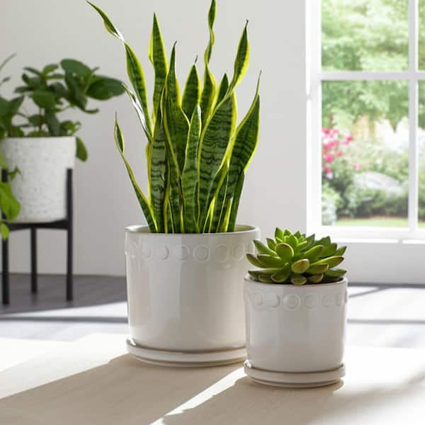 Liv & Skye 6 in. and 8 in. White Ceramic Bubble Trim Saucer