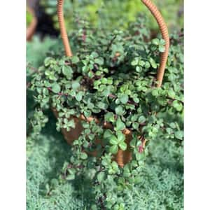 Portulacaria Afra with Light Pink Flowers