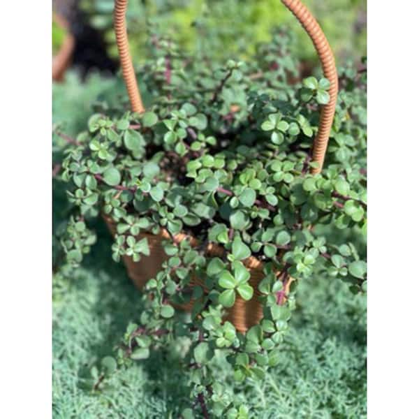 Portulacaria Afra with Light Pink Flowers