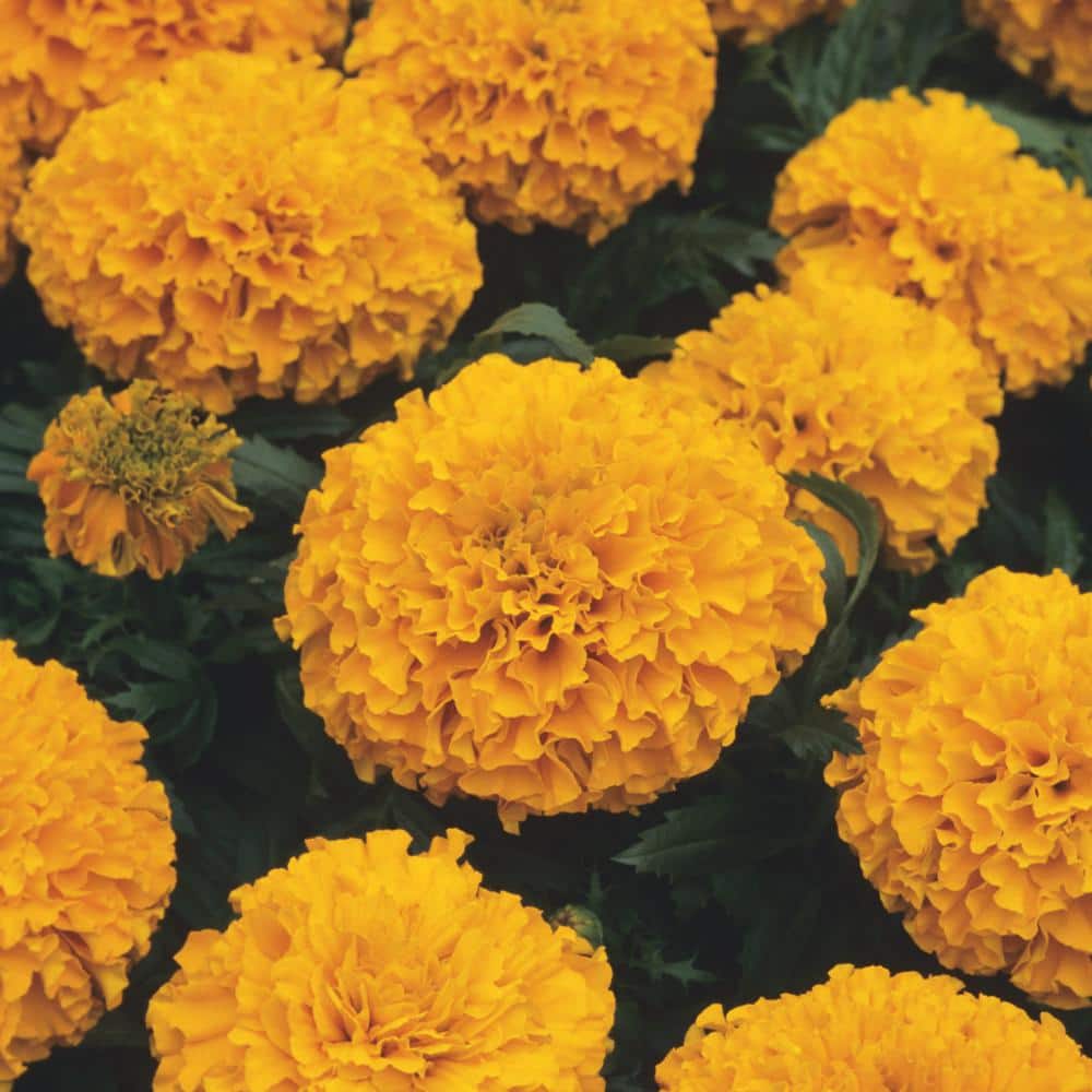 ALTMAN PLANTS 1.65-Pint Large African Orange Marigold Plant (6