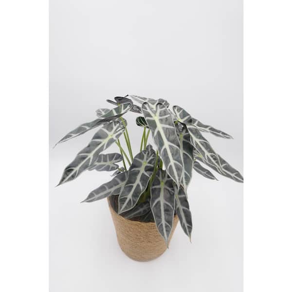 PROVEN WINNERS leafjoy Collection Alocasia Bambino (Elephant Ears) Live Indoor Plant in 5 in. Ceramic Pot, Avg Ship Height 12 in.