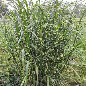 2.25 Gal. Pot, Porcupine Grass (Miscanthus), Live Deciduous Perennial Plant (1-Pack)