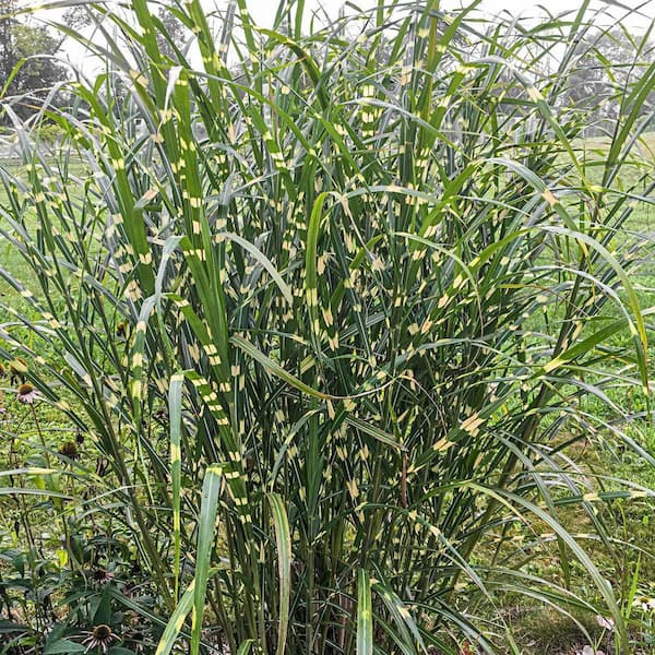 Spring Hill Nurseries 3 Gal. Pot, Porcupine Grass (Miscanthus) Deciduous Perennial Plant (1-Pack)