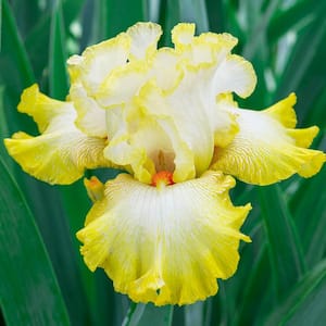 White and Yellow Flowering Perennial Zesting Lemons Bearded Iris Live Bareroot Plant