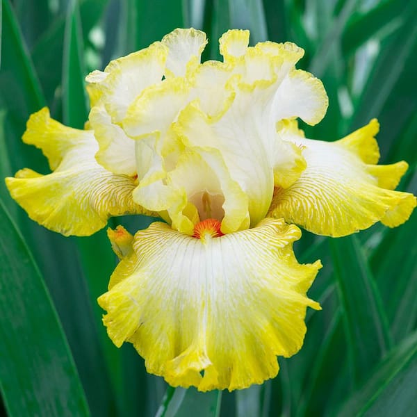 Breck's White and Yellow Flowering Perennial Zesting Lemons Bearded Iris Live Bareroot Plant