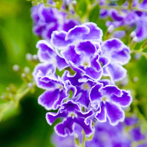 ALTMAN PLANTS Lone Star Growers 8 qt. Skyflower shrub (Duranta