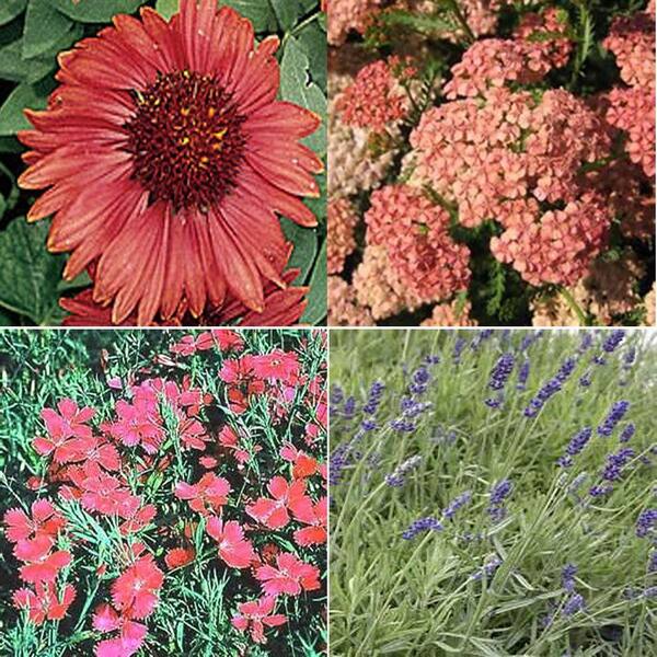 OnlinePlantCenter 1 gal. Full Sun Hot and Dry Garden 4 Live Plants Package