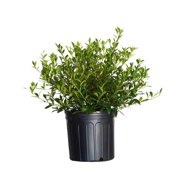 2.5 Gal - Radicans Gardenia, Live Evergreen Shrub, White Fragrant Blooms