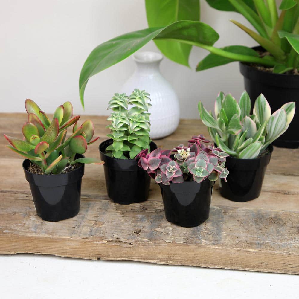 Assorted 2.5 Inch Multicolor Succulent Collection in Black Pots
