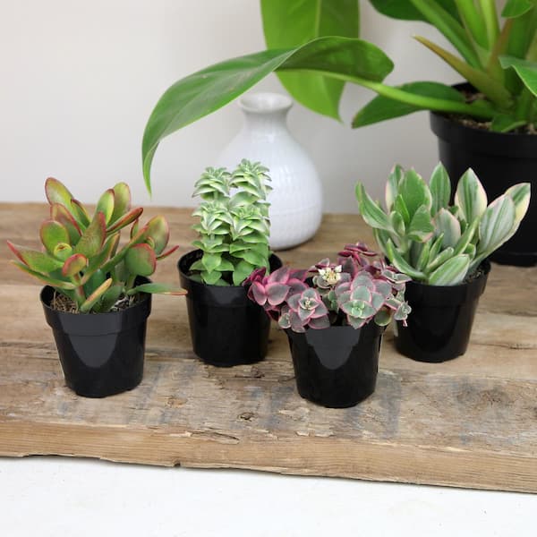 Altman Plants Variegated Succulents (4-pack) Fun Easy Indoor Plants in 2.5 in. Grower Pots