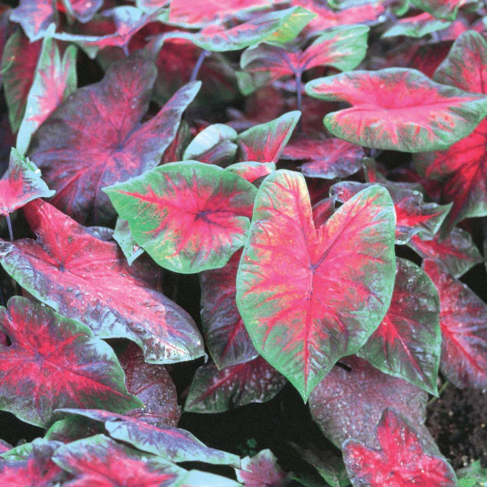 Vigoro 1.5 PT Caladium Elephant Ears 'Postman Joyner' Annual Plant ...