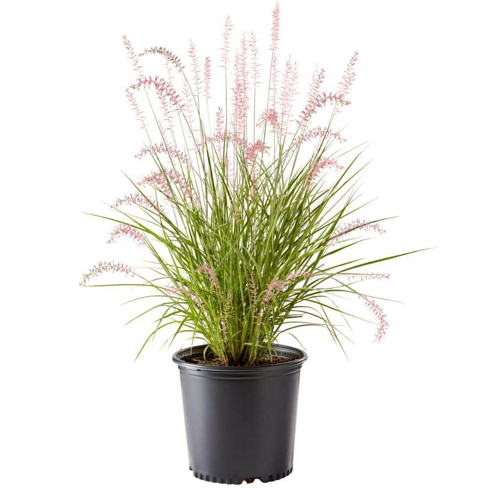 2.25 Gal. Karley Rose Fountain Grass Plant (Pennisetum)
