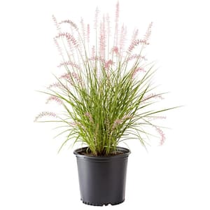 2.25 Gal. Karley Rose Fountain Grass Plant (Pennisetum)