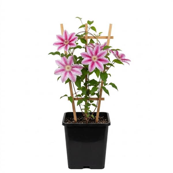 Bell Nursery 2 Gal. Doctor Ruppel Clematis Live Flowering Perennial
