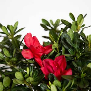 2 Gal. Autumn Bonfire Shrub with Clear Red Reblooming Flowers