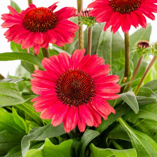 ligning Papua Ny Guinea Teenager Vigoro 2 qt. Echinacea Coneflower Sunseeker Red Perennial Plant (3-Pack)  78560 - The Home Depot