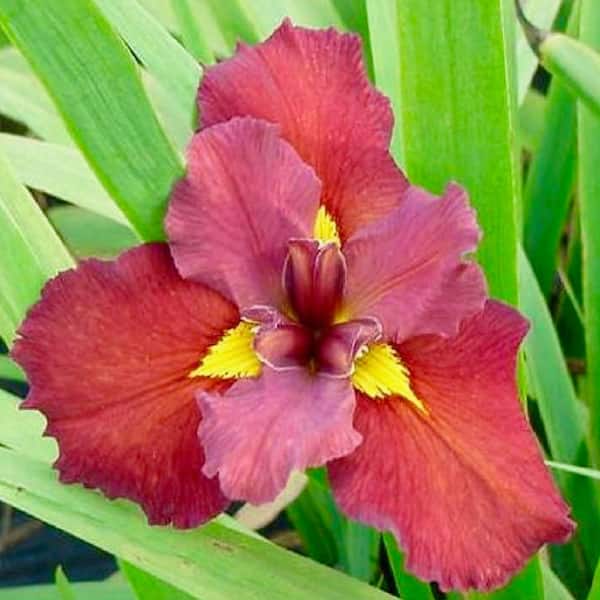 GIVHANDYS INC Givhandys 4 in. PottedAnn Chowning Bog/Marginal Aquatic Pond Plant