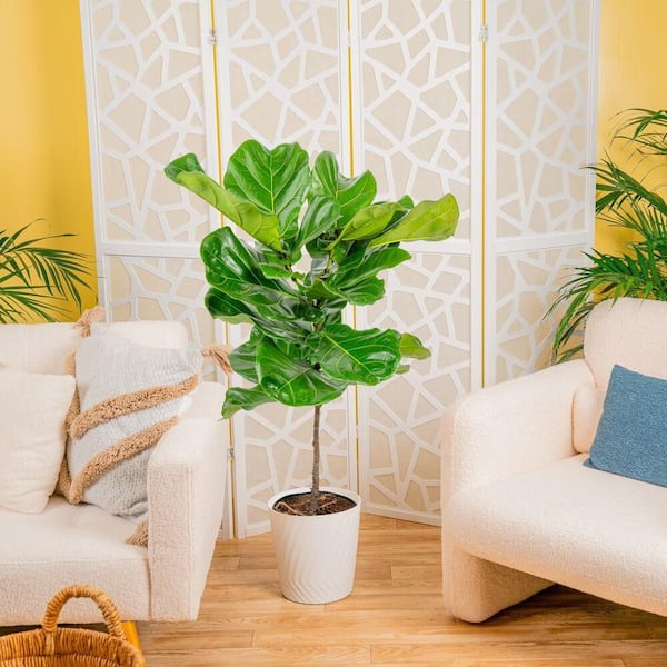 10 in. Ficus Lyrata Pandurata Standard Plant in Deco Pot