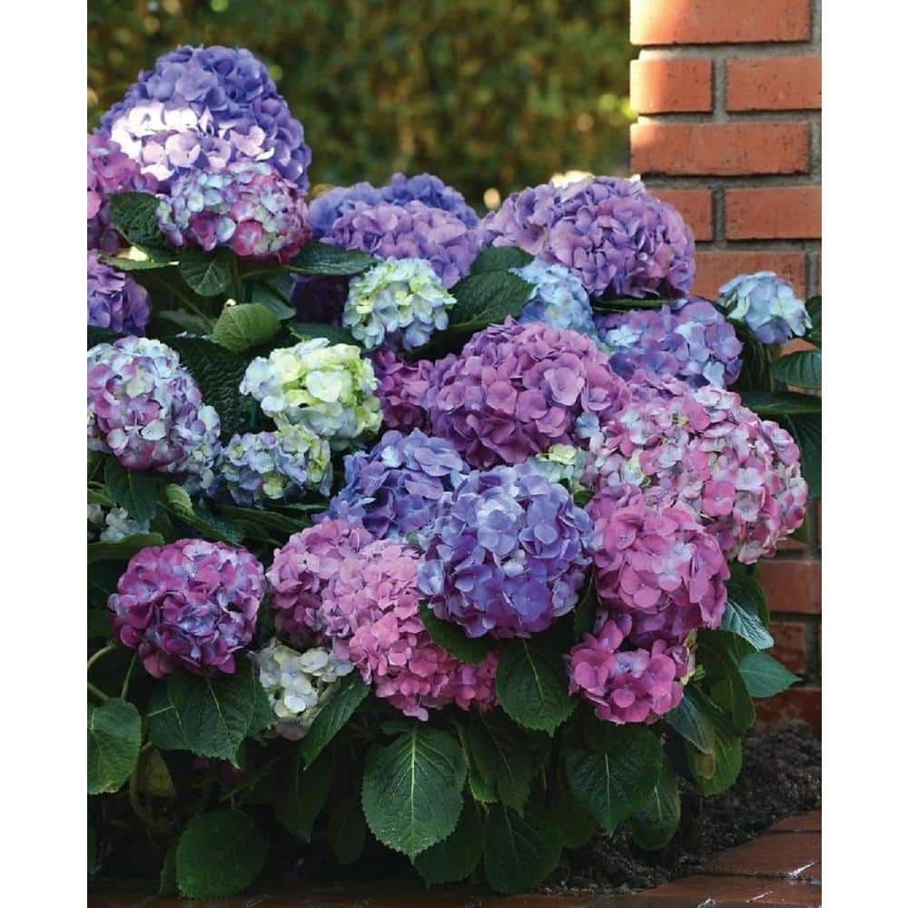 Image of Hydrangea bush with multicolor blooms blue, pink, green