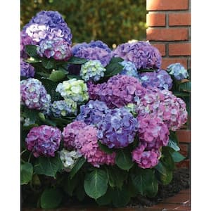 3 Gal. L.A. Dreamin Hydrangea (macrophylla) Live Multi-Colored Flowering Shrub with Pink, Blue, and Lavender Flowers