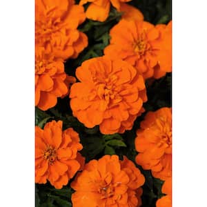 4 in. Orange Marigold Annual Live Plant, Orange Flowers (Pack of 6)