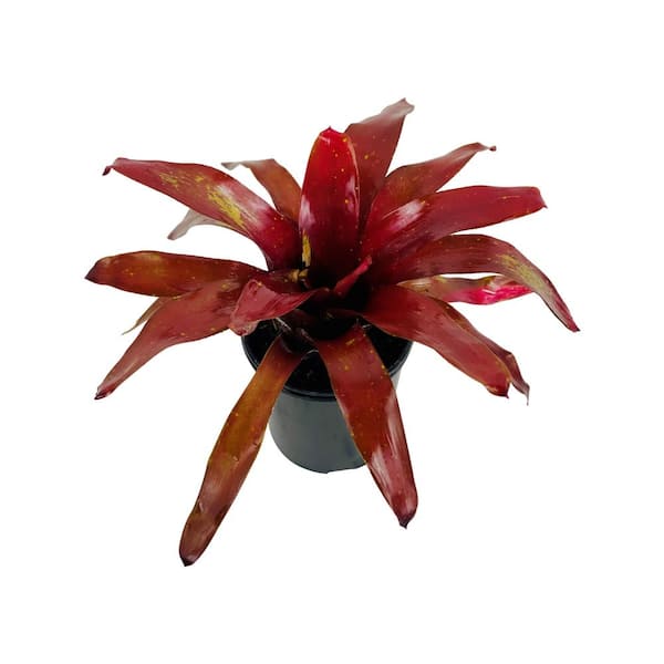 1.5 Qt. Bromeliad Neoregelia Plant Burgundy in 6 In. Grower's Pot
