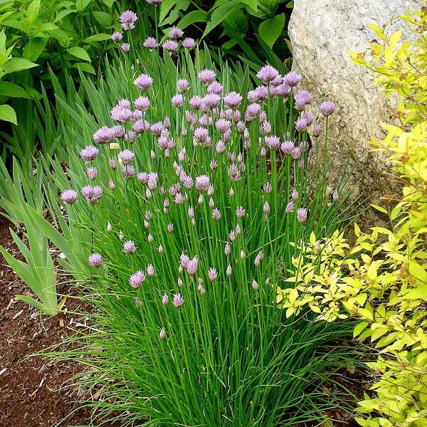 Bonnie Plants 4.5 in. Chives
