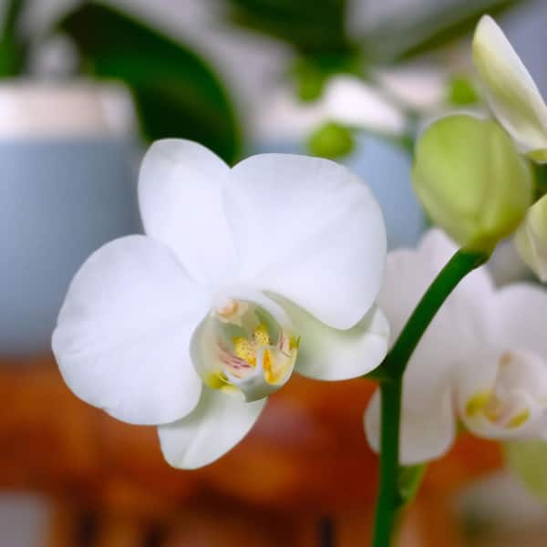 Deluxe White Live Orchid Plant (Phalaenopsis) in 3.5" Blue & White Orchid Pot, Approx 16" Tall, Pet Friendly Houseplant