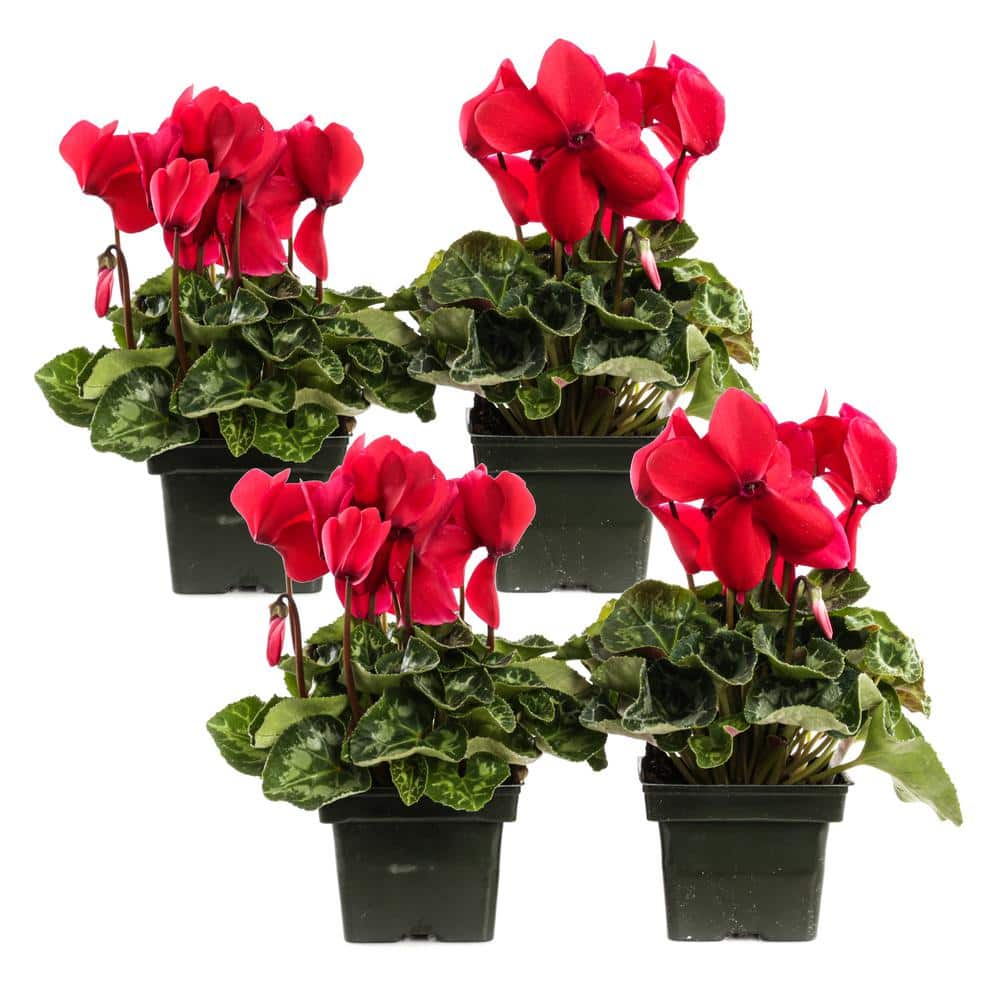 1.21-Pint Red Cyclamen Latinia in 4 in. Pot (4-Pack)