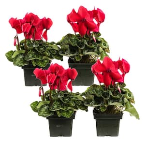 1.21-Pint Red Cyclamen Latinia in 4 in. Pot (4-Pack)