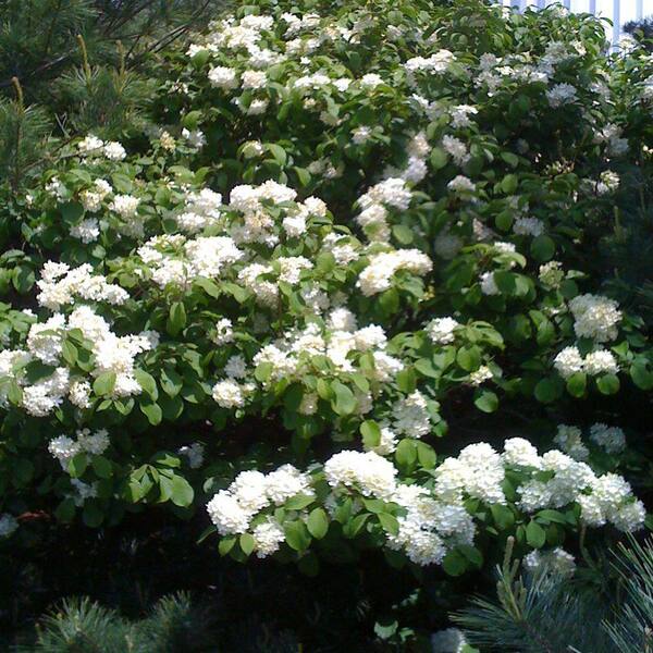 OnlinePlantCenter 3 Gal. Eastern Snowball Viburnum Shrub