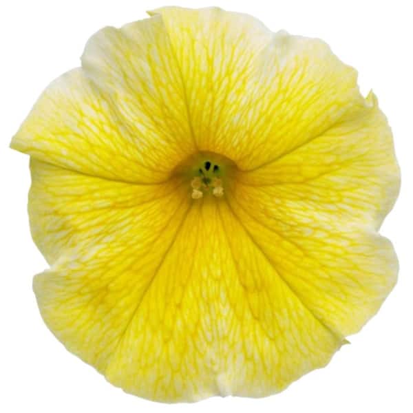 Proven Winners 4.25 in. Eco+ Grande Supertunia Saffron Finch
