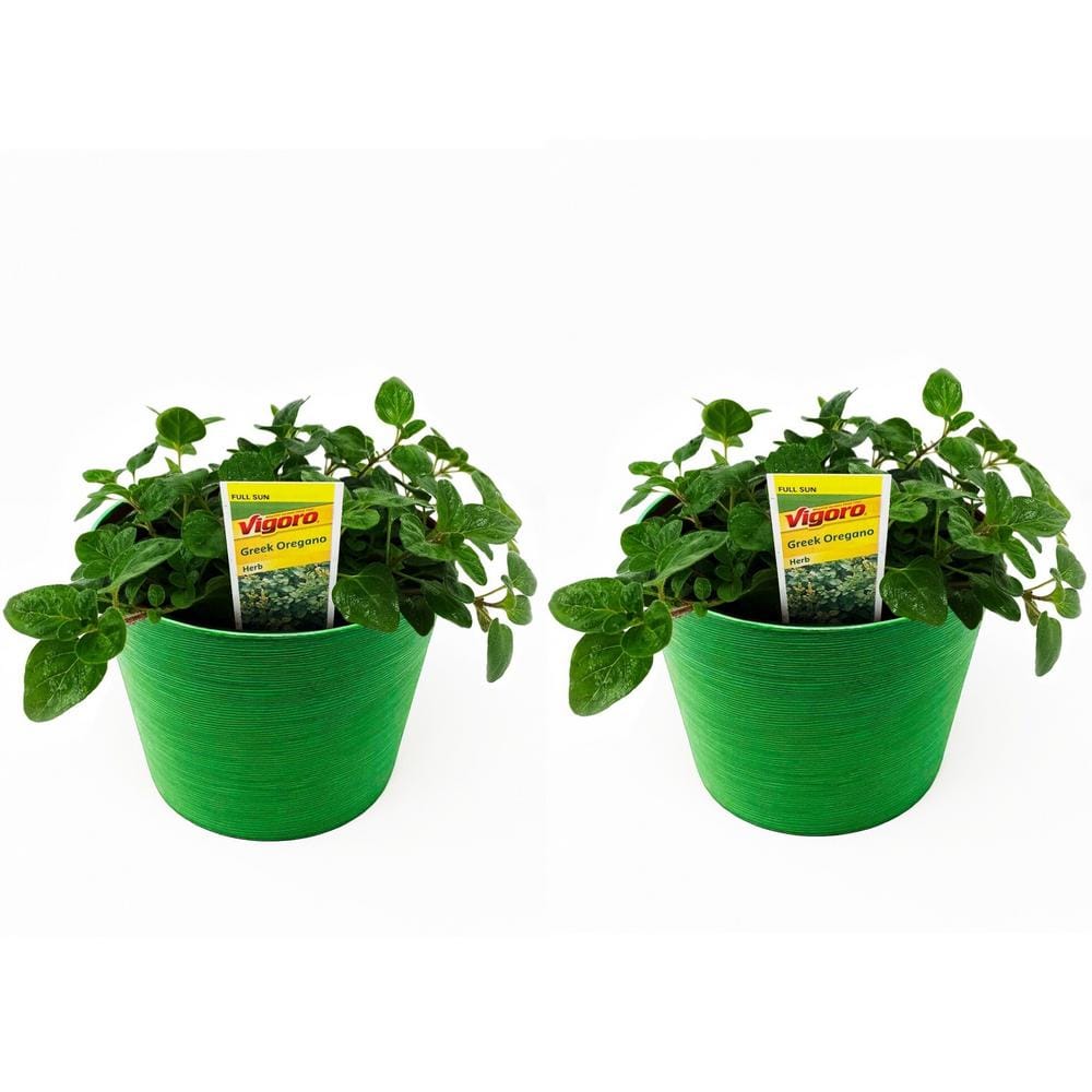 Pure Beauty Farms 1.5 Qt. Herb Plant Greek Oregano in 6 In. Deco Pot (2Plants) DC6HERBOREG2