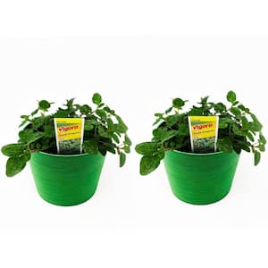 1.5 Qt. Herb Plant Greek Oregano in 6 In. Deco Pot (2-Plants)