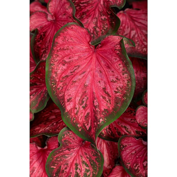 PROVEN WINNERS 2.5 qt. Scarlet Flame/White Wonder Caladium Combo Live Annual Plant (1-Pack)