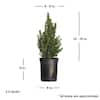 flowerwood-ornamental-trees-4713q-1f.4
