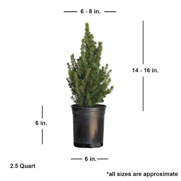 Dwarf Alberta Spruce - Evergreen Shrub/Pyramidal Tree - 2.5 Qt Dwarf Alberta Spruce - Evergreen Shrub/Pyramidal Tree - 2.5 Qt