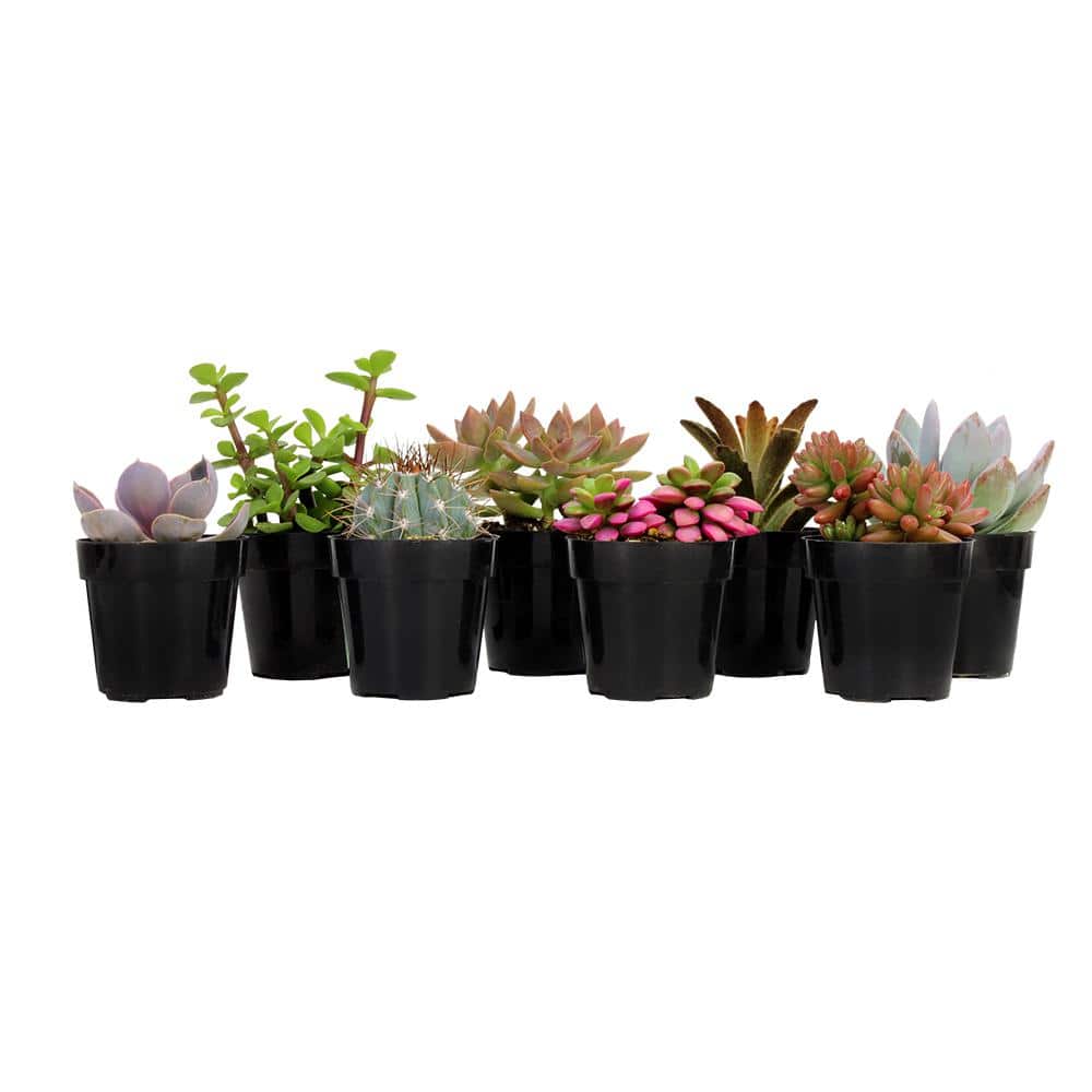 Vibrant Multicolor Mini Succulent Collection, 2.5" Grower Pots, Set of 8